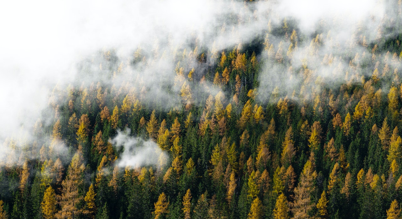 Foreste Foreste